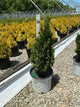 Thuja occidentalis 'Sting'