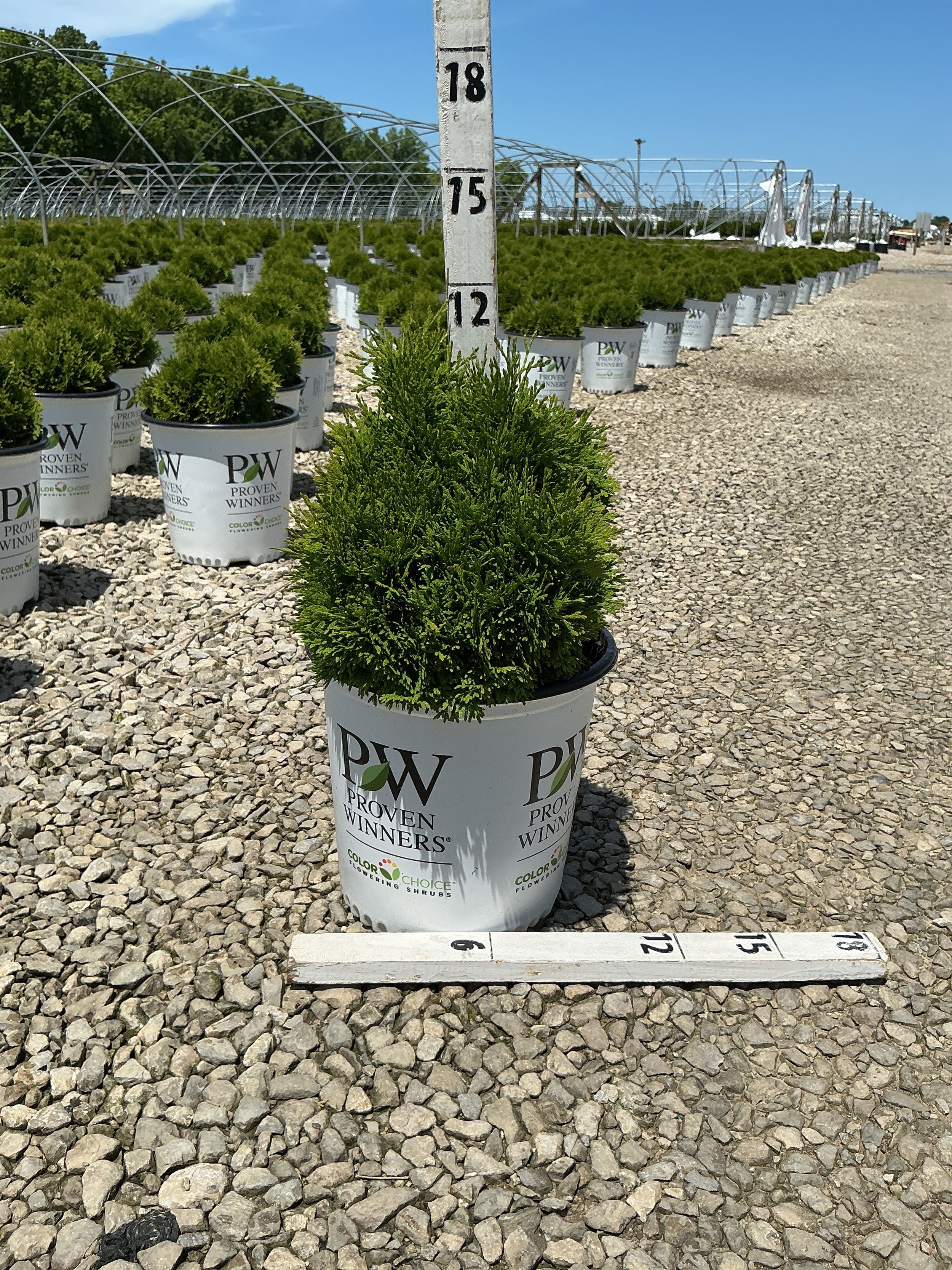 Thuja occidentalis 'Tater Tot'
