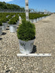 Thuja occidentalis 'Tater Tot'