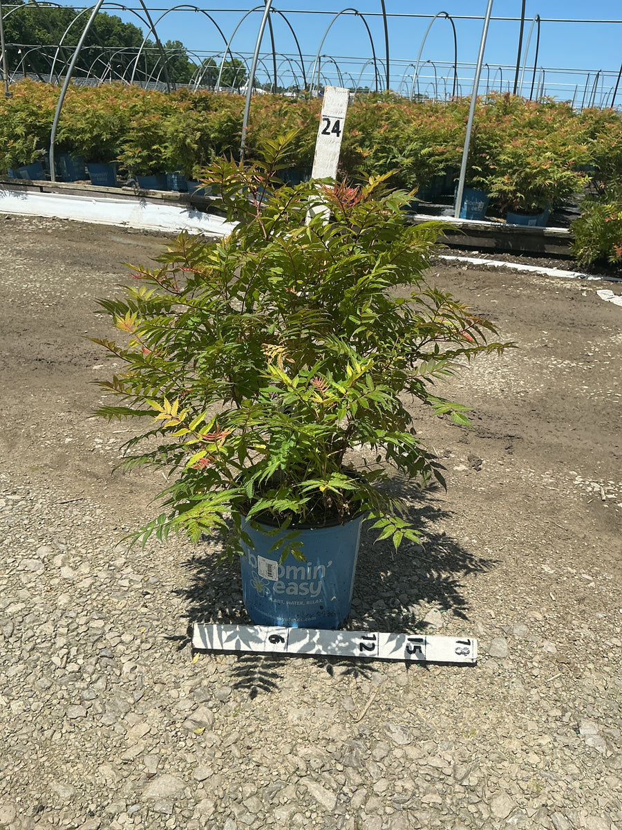 Sorbaria 'Cherry On Top' — G2  BE