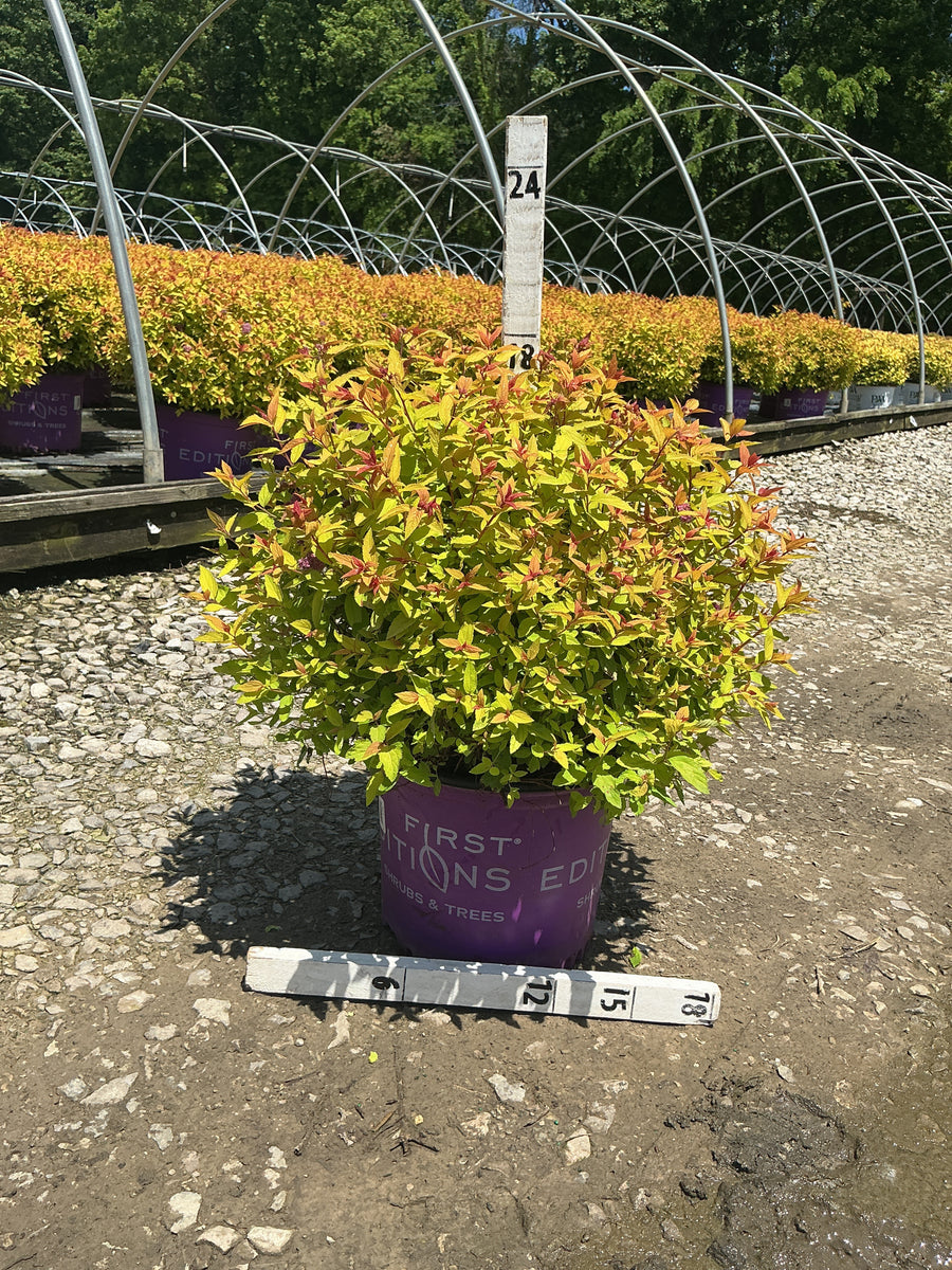 Spiraea JAP 'Little Spark' — G3 15
