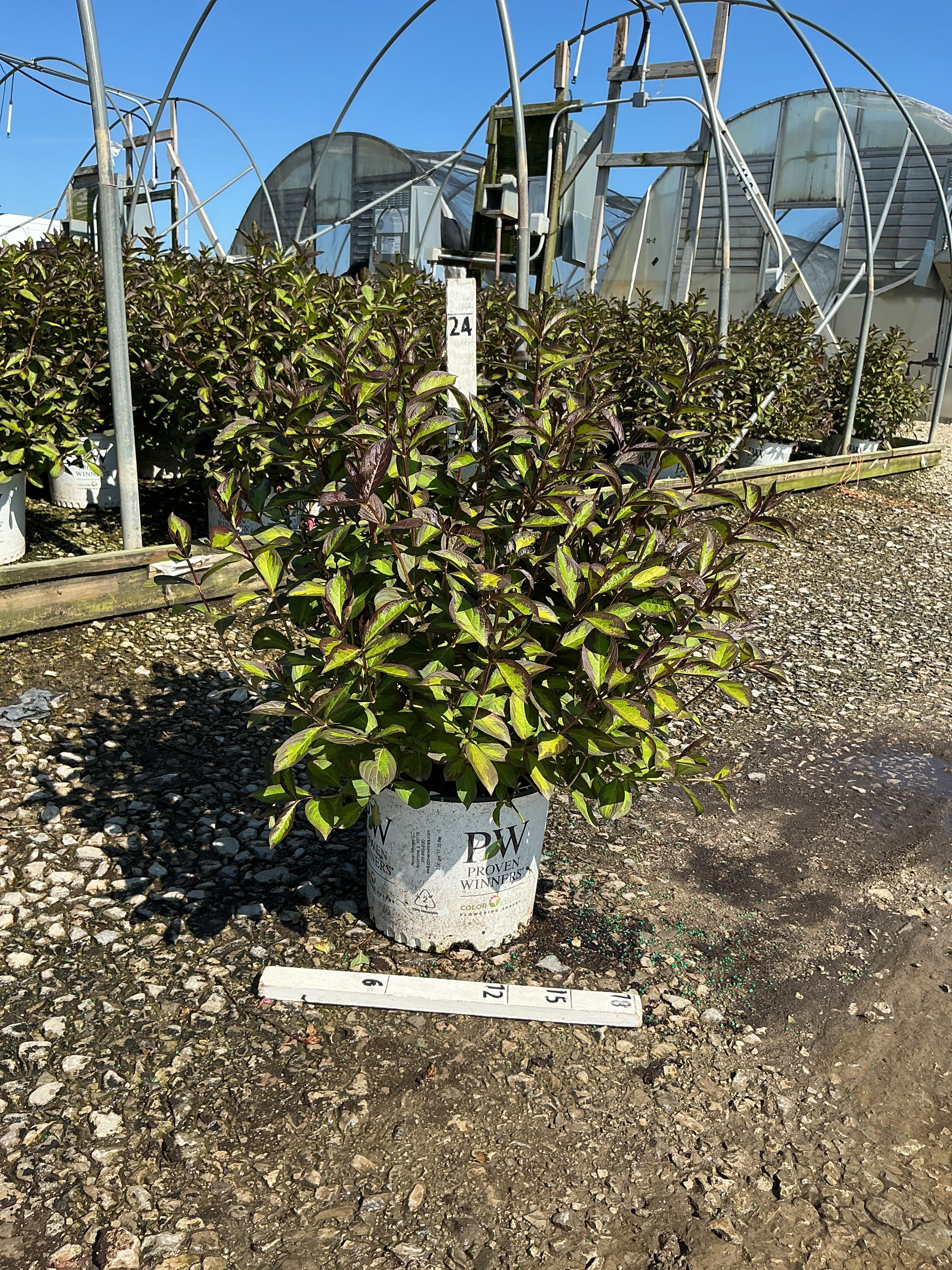 Weigela florida 'Vinho Verde'