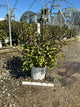 Weigela florida 'Vinho Verde'