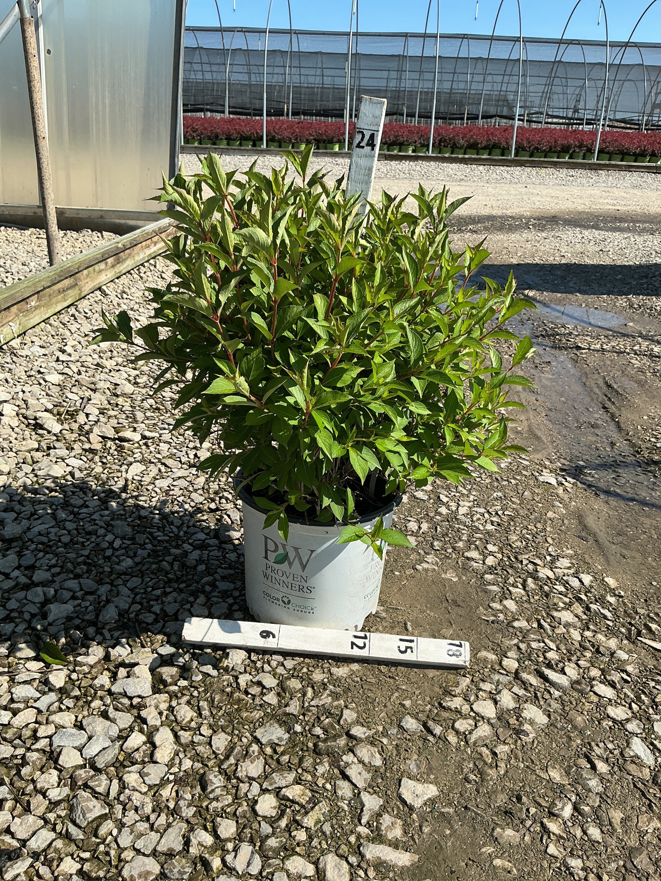 Weigela sonic 'Bloom Pink'