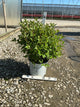 Weigela sonic 'Bloom Pink'