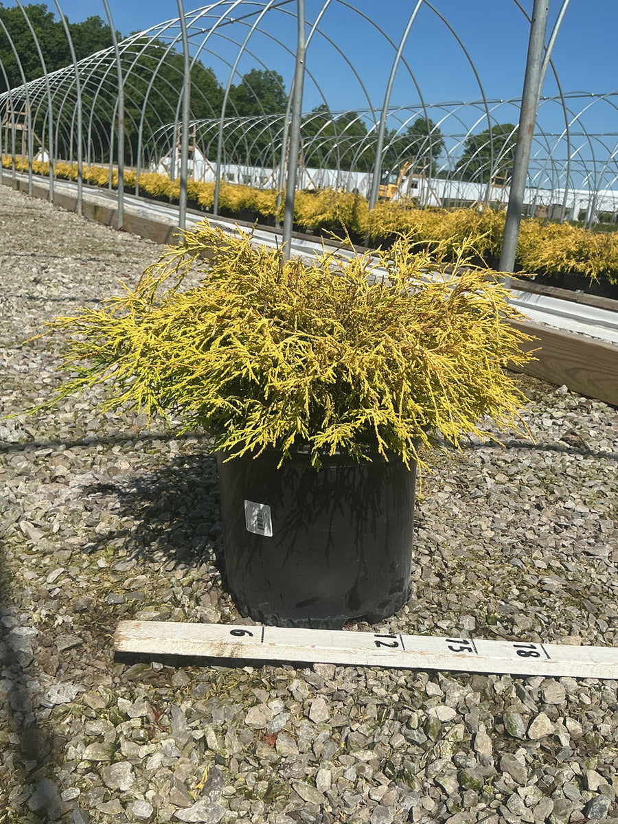 Chamaecyparis pisifera 'Mops' — G3 15