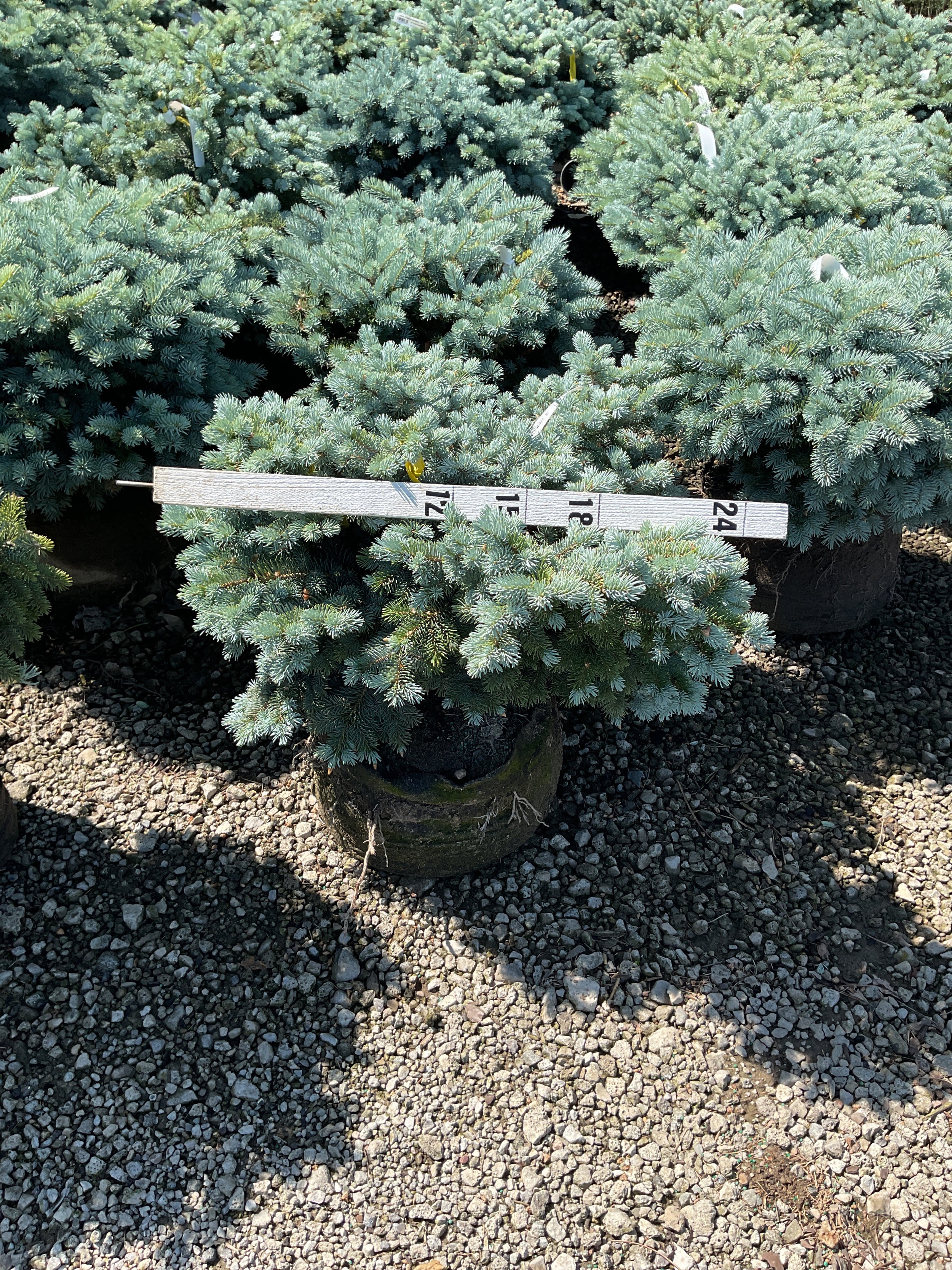Picea pungens 'Globosa'