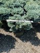 Picea pungens 'Globosa'