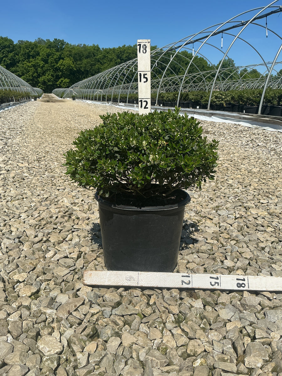 Ilex glabra 'Forever Emerald' — G3 15