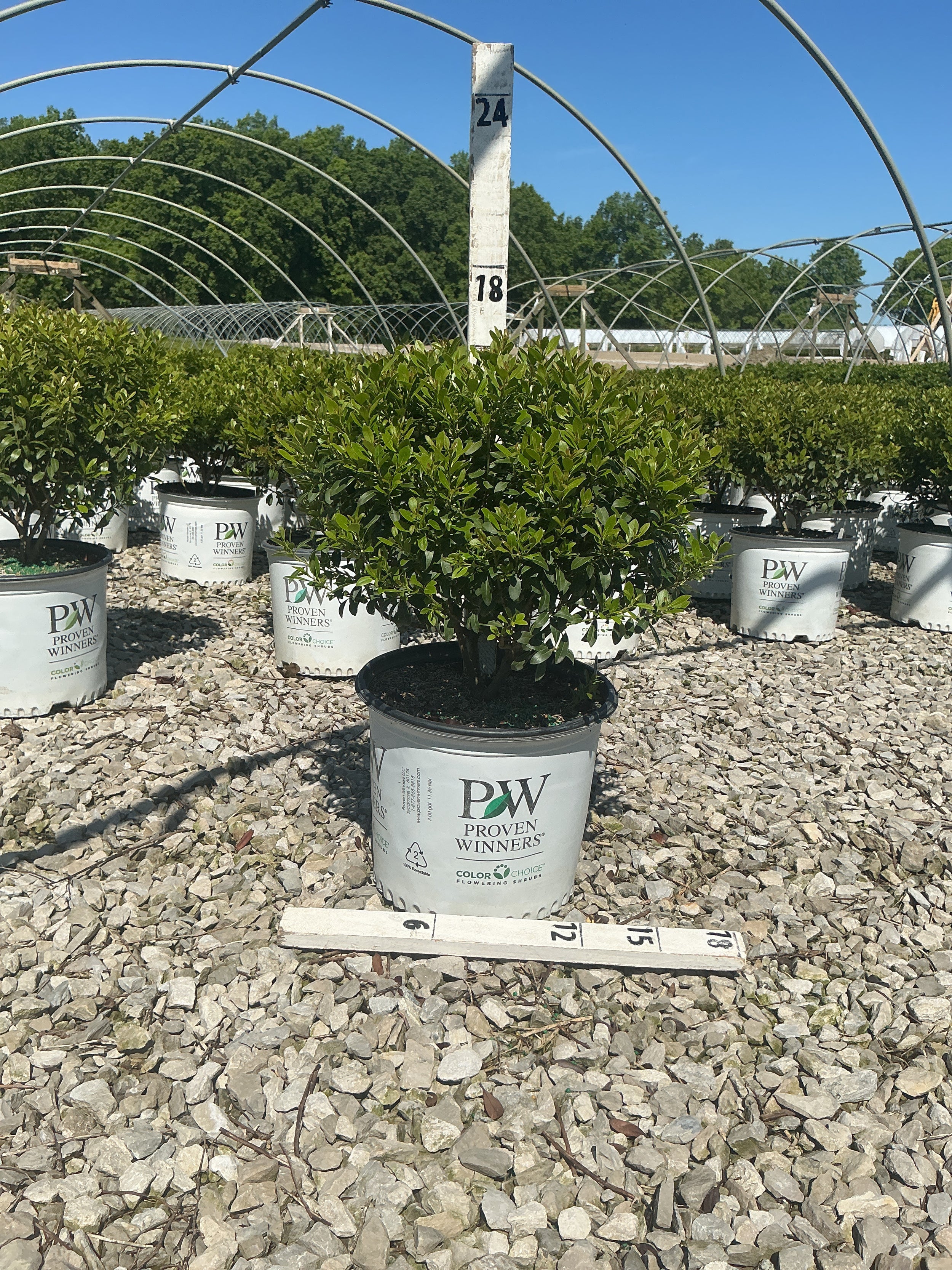 Ilex glabra 'Strong Box'