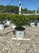 Ilex glabra 'Strong Box'