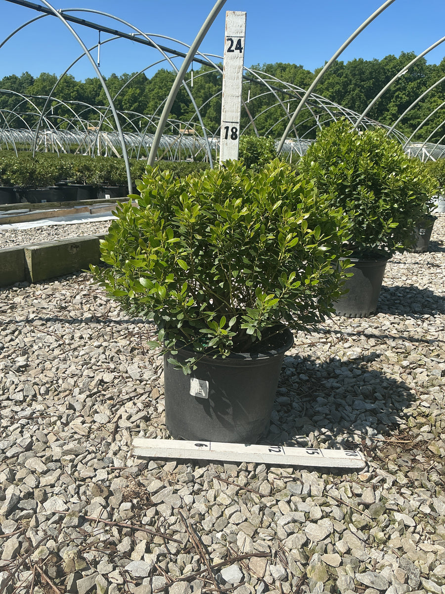 Ilex glabra 'Densa' — G3 15
