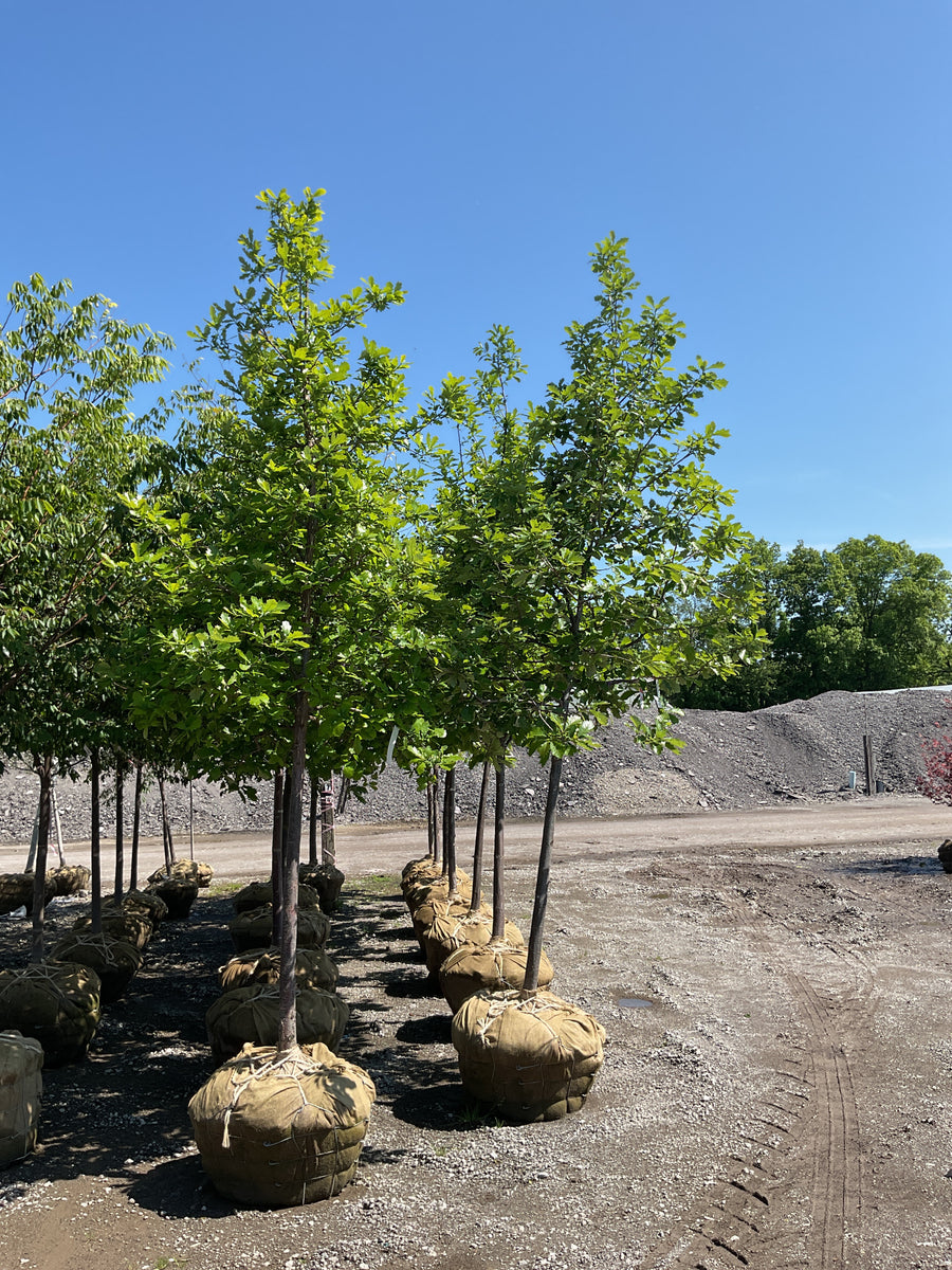 Quercus bicolor — BB 2.5