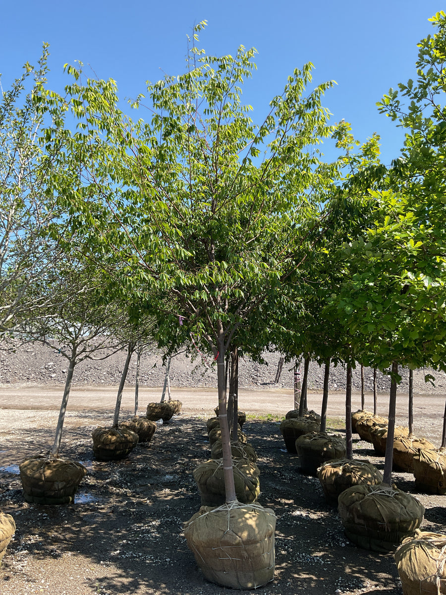 Zelkova serrata 'Village Green' — BB 2.5