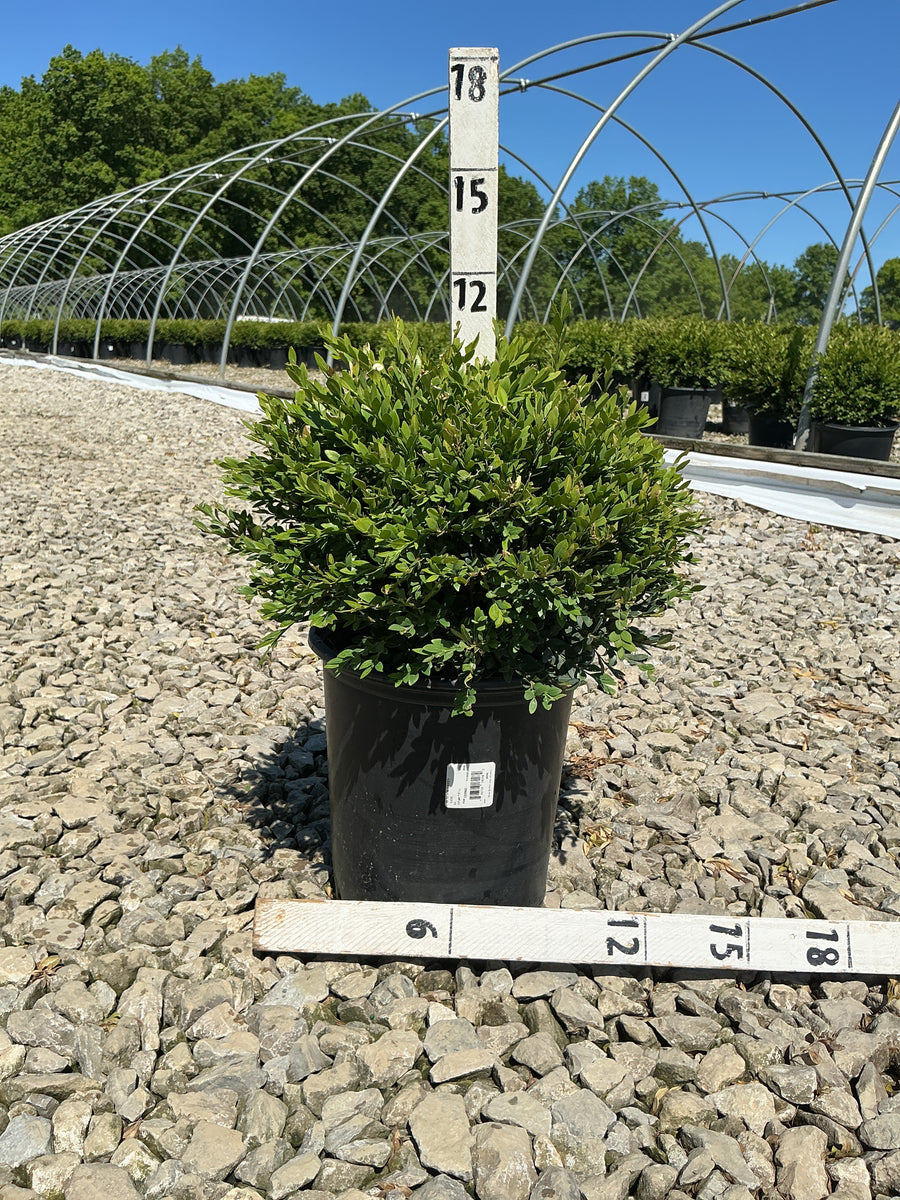 Buxus microphylla 'Green Gem' — G2 12