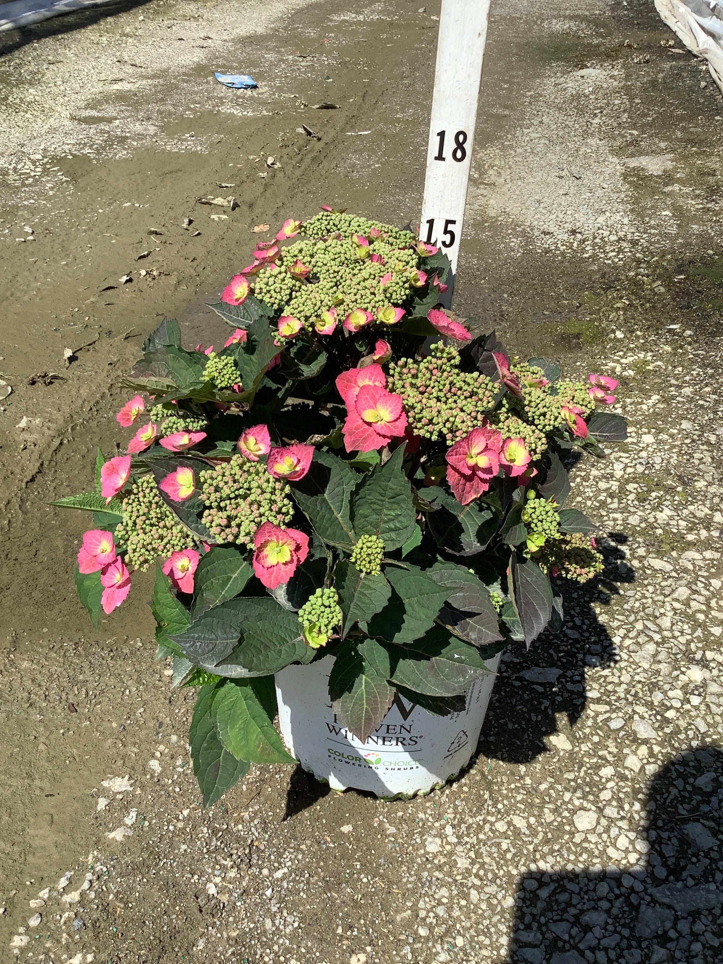 Hydrangea 'S Tuff Stuff Top Fun'