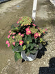 Hydrangea 'S Tuff Stuff Top Fun'