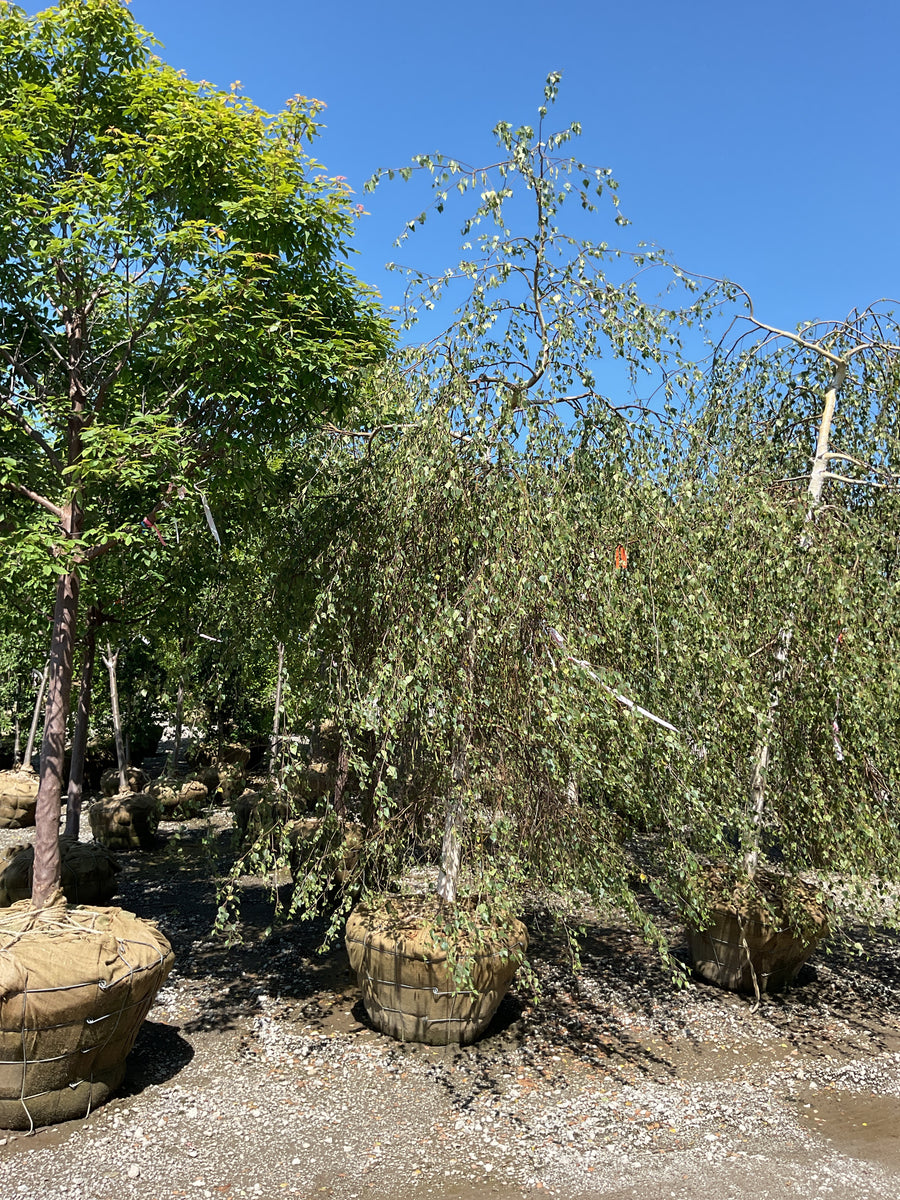 Betula pendula 'Youngii' — BB 3