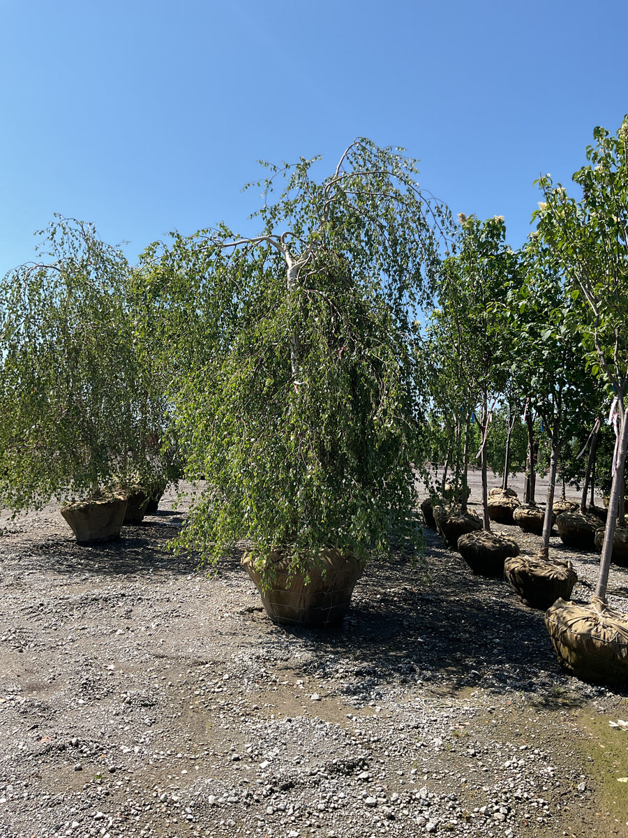 Betula pendula 'Youngii' — BB 3.5