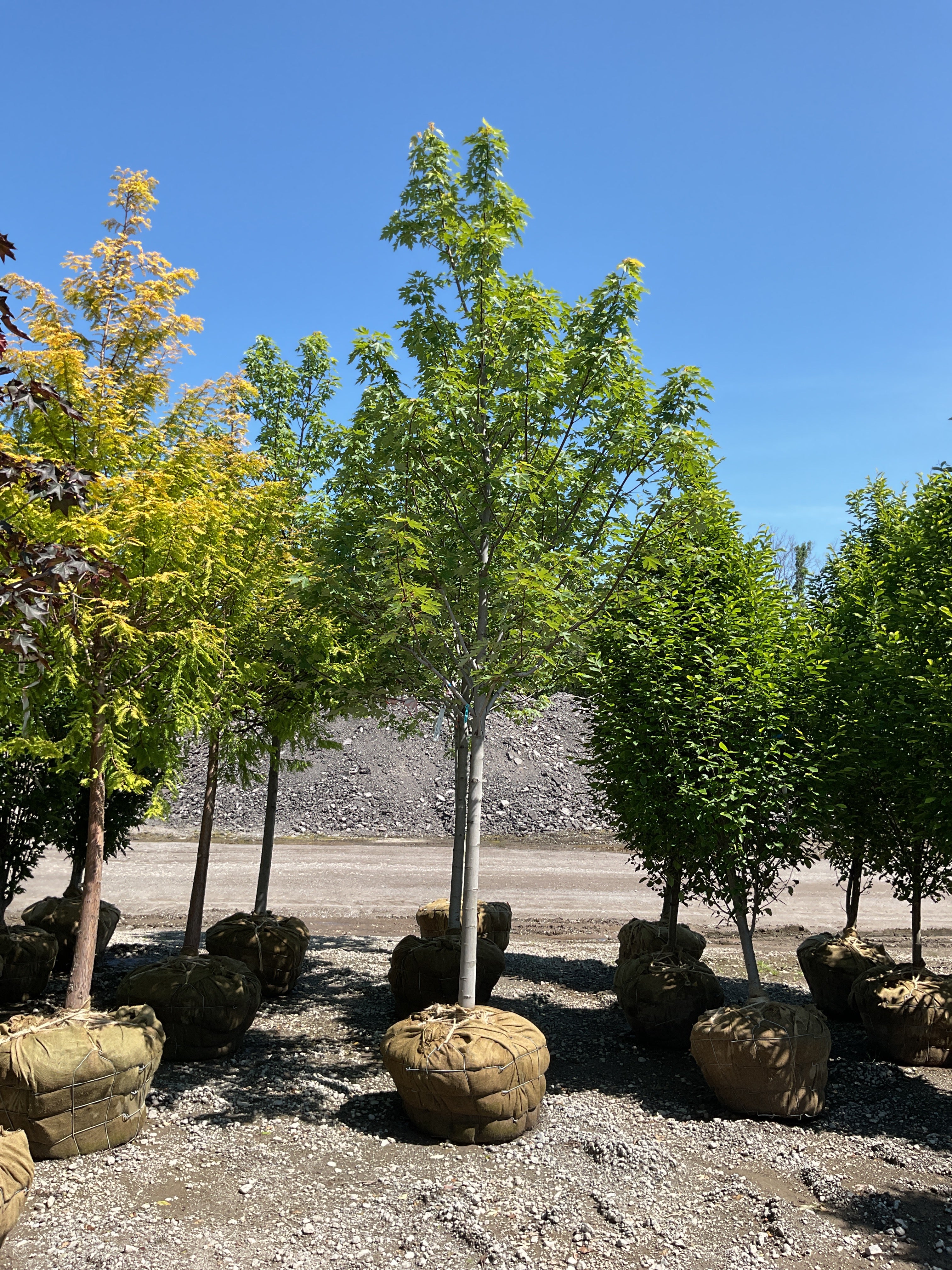 Acer x freemanii 'Celebration'