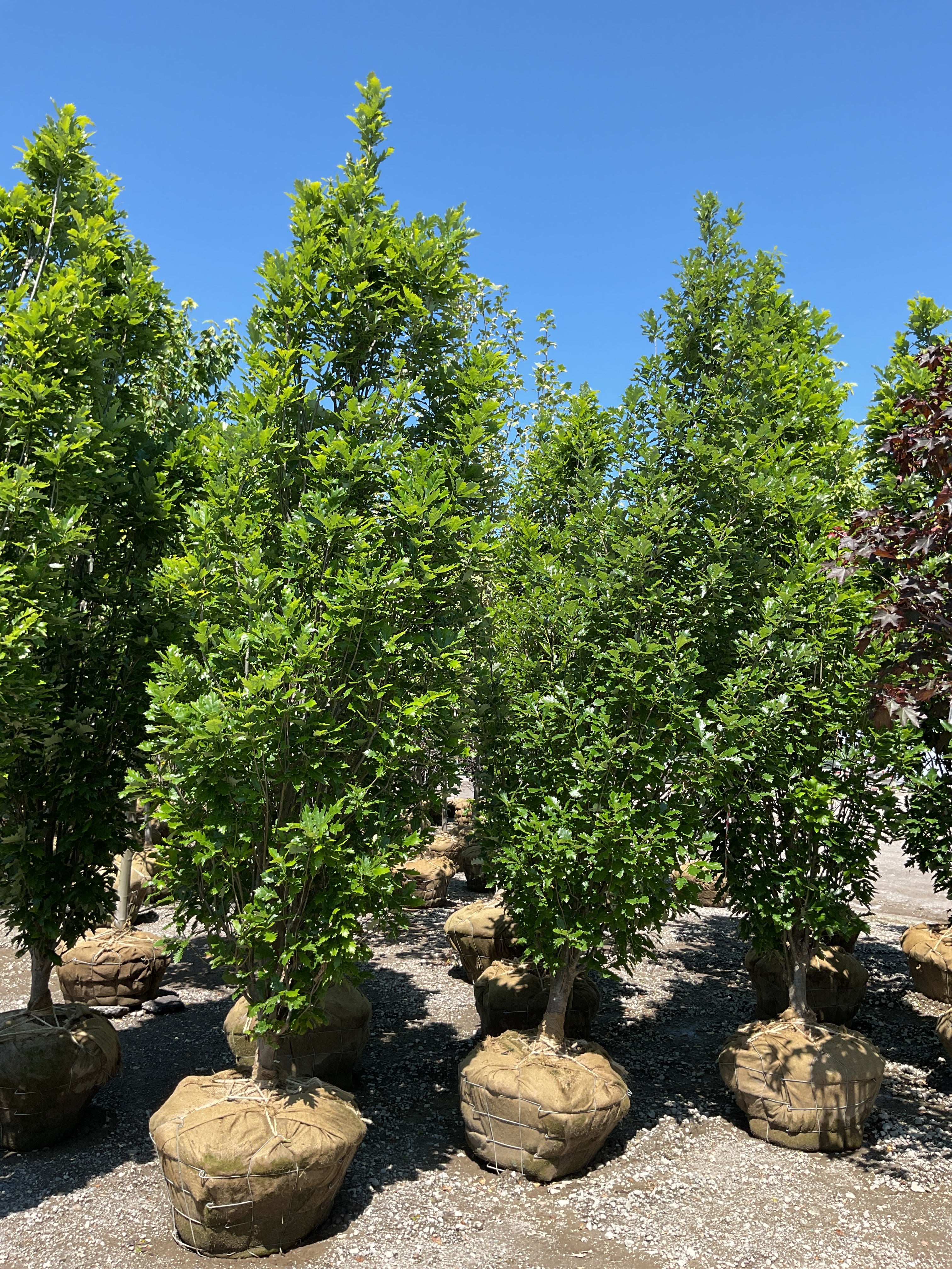 Quercus x 'Nadler'