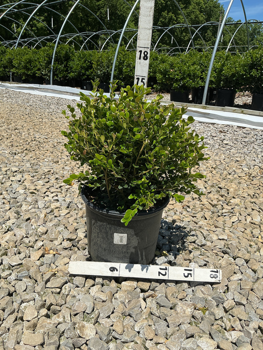 Buxus microphylla 'Winter Gem' — G3 15