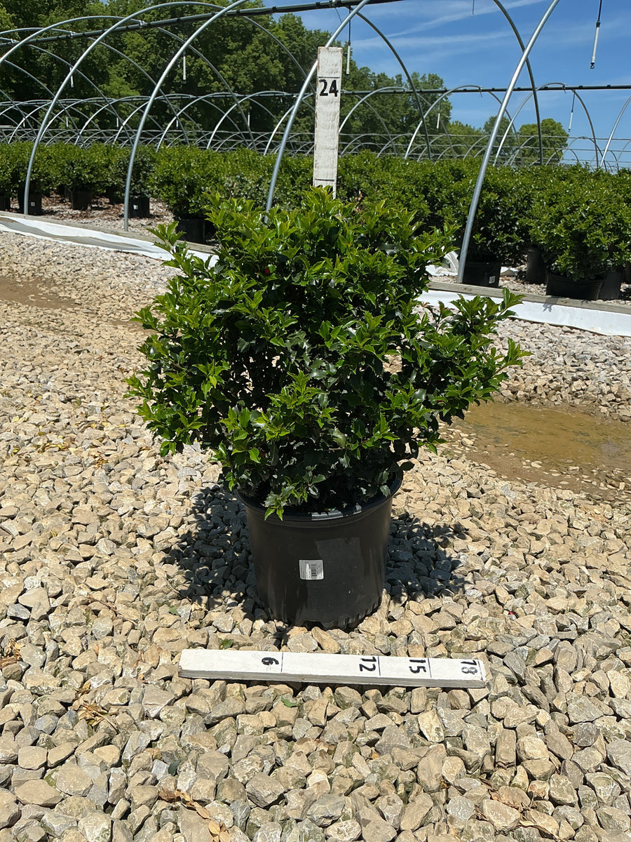 Ilex x meserveae 'Blue Princess' — G3 15