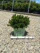 Buxus microphylla 'Little Missy'