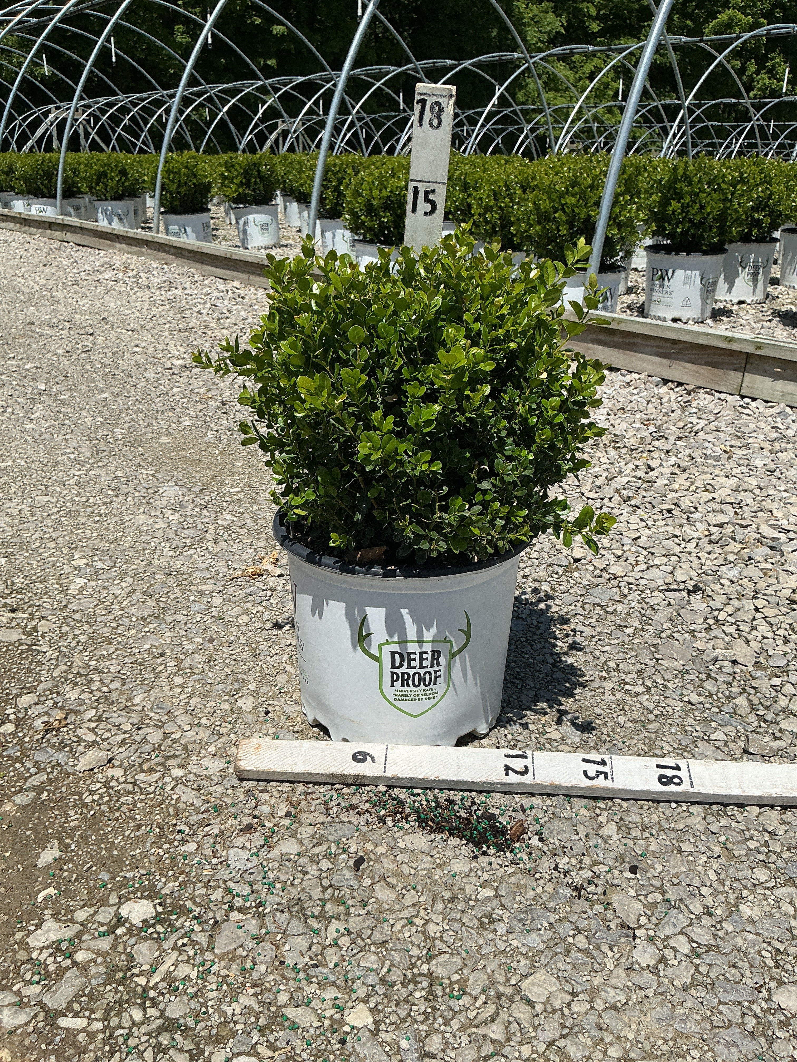 Buxus microphylla 'Sprinter'