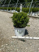 Buxus microphylla 'Sprinter'