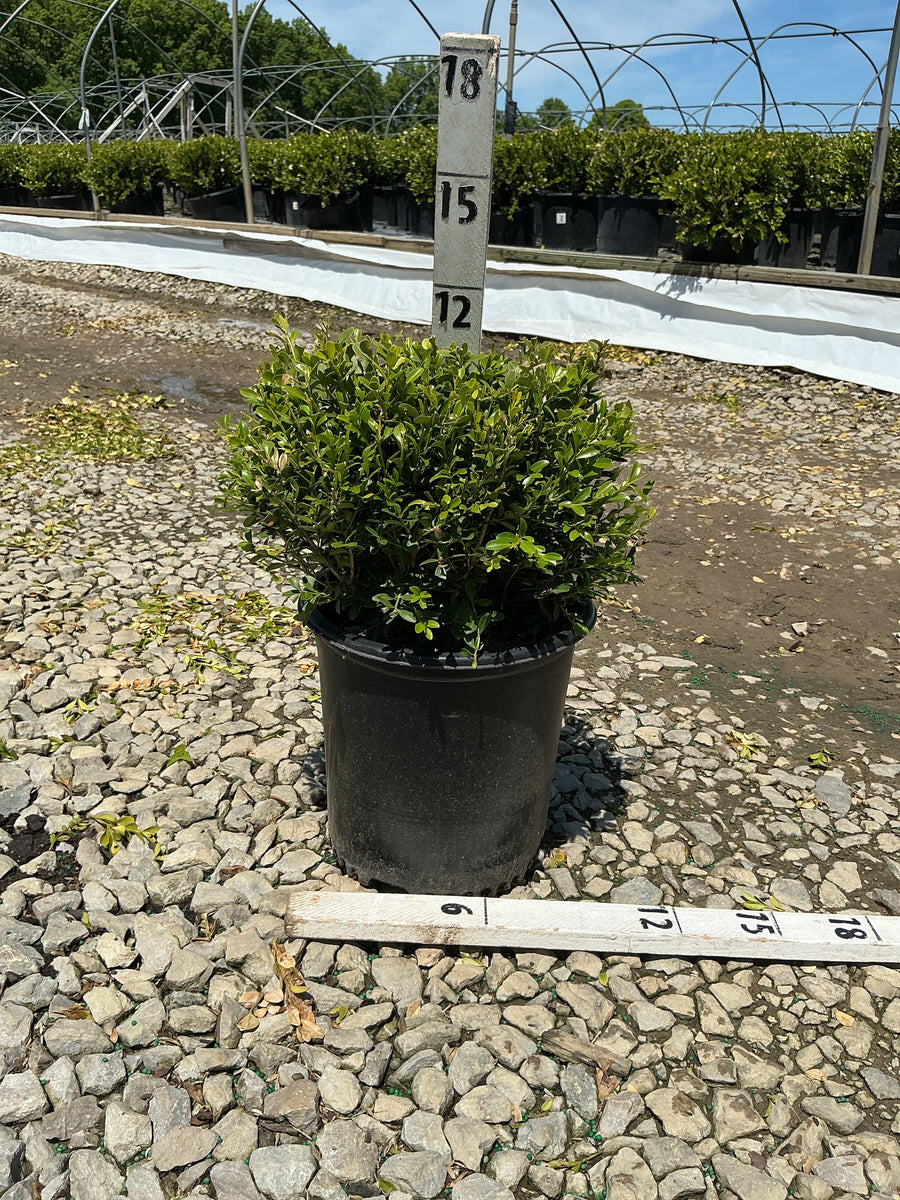 Buxus microphylla 'Franklin's Gem' — G2 10