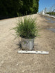 Thuja occidentalis ‘Whip It Good’