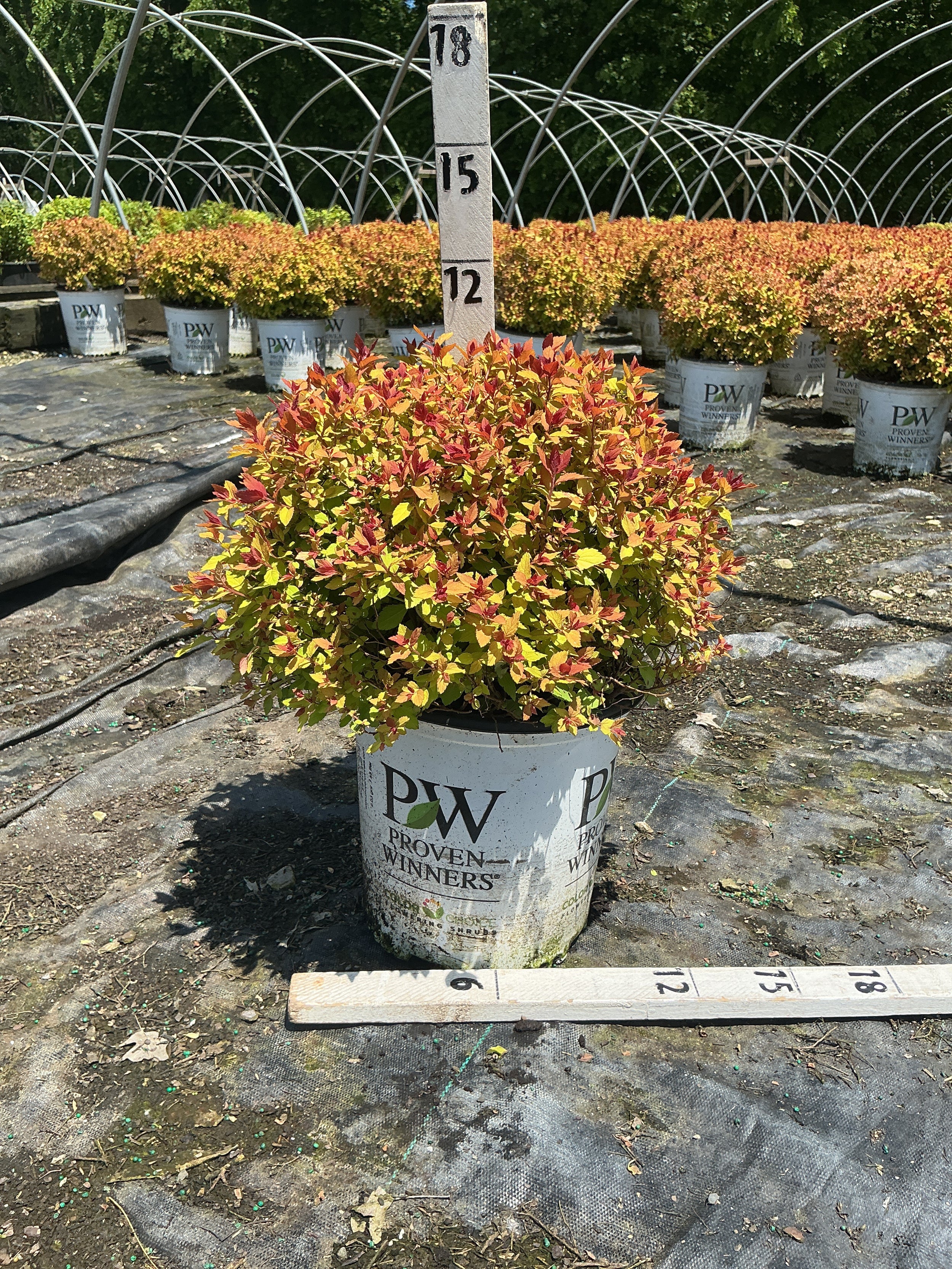 Spiraea JAP 'Dbl Play Dolly'
