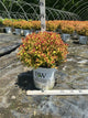 Spiraea JAP 'Dbl Play Dolly'
