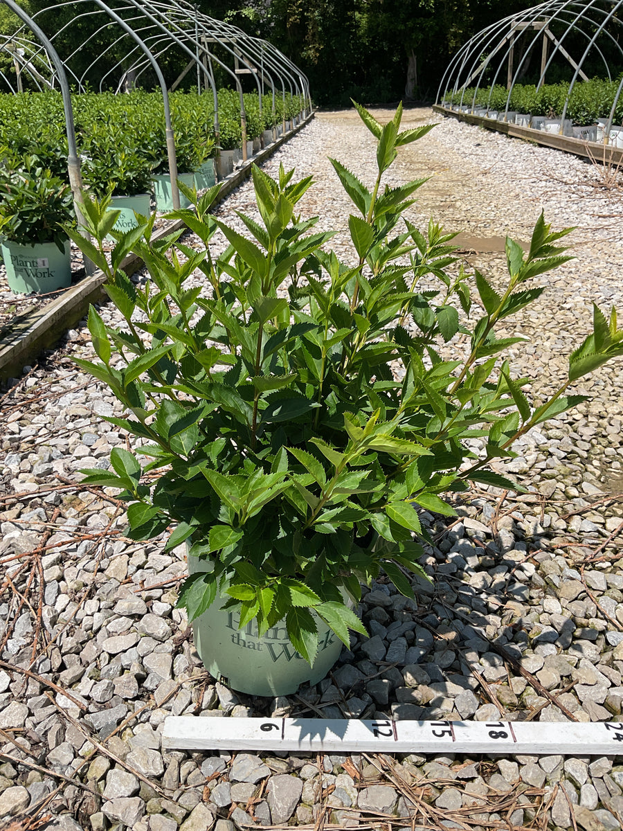 Forsythia x i. 'Magical Gold' — G3 PTW