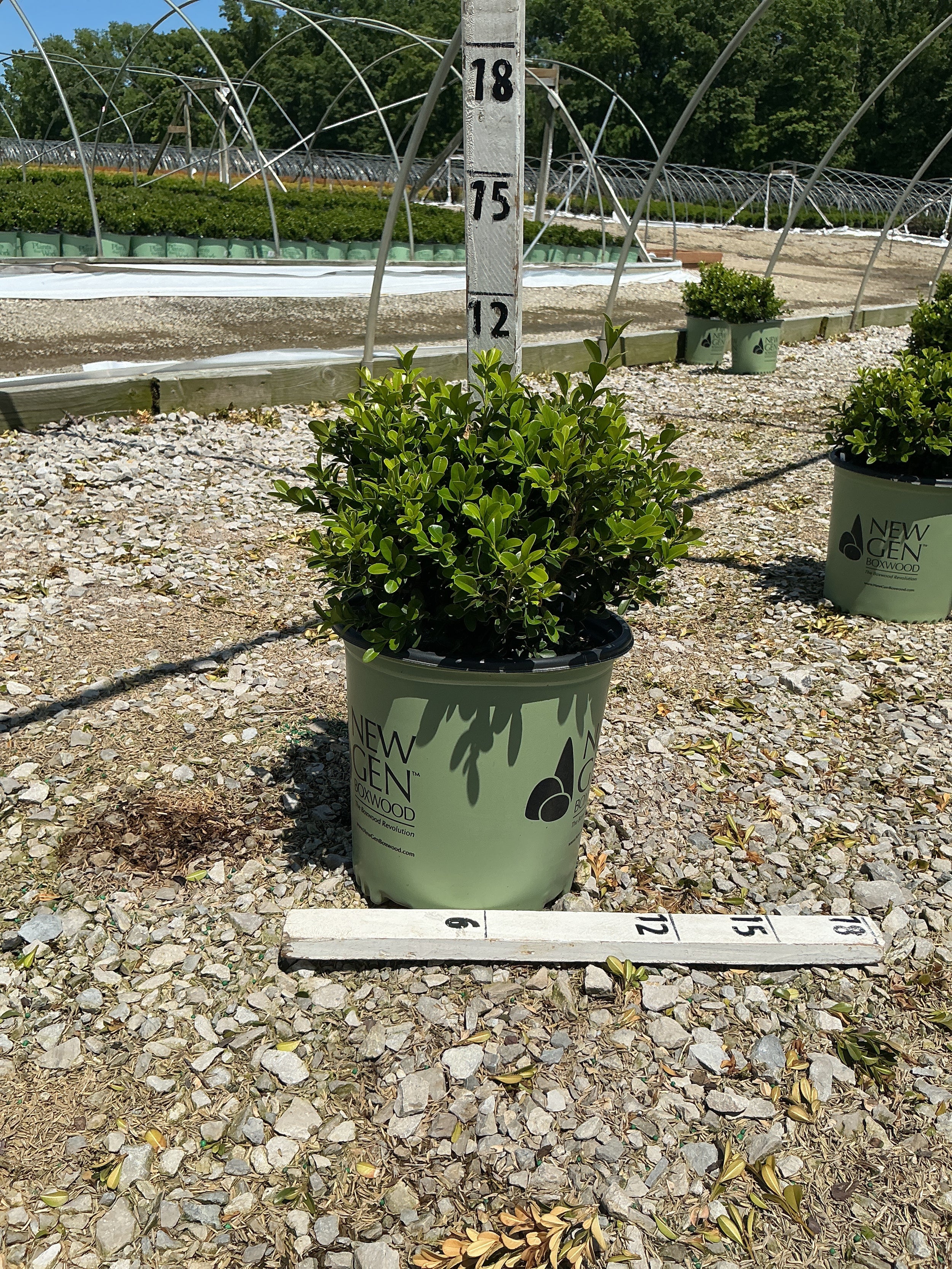Buxus newgen 'Independence'