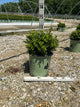 Buxus newgen 'Independence'