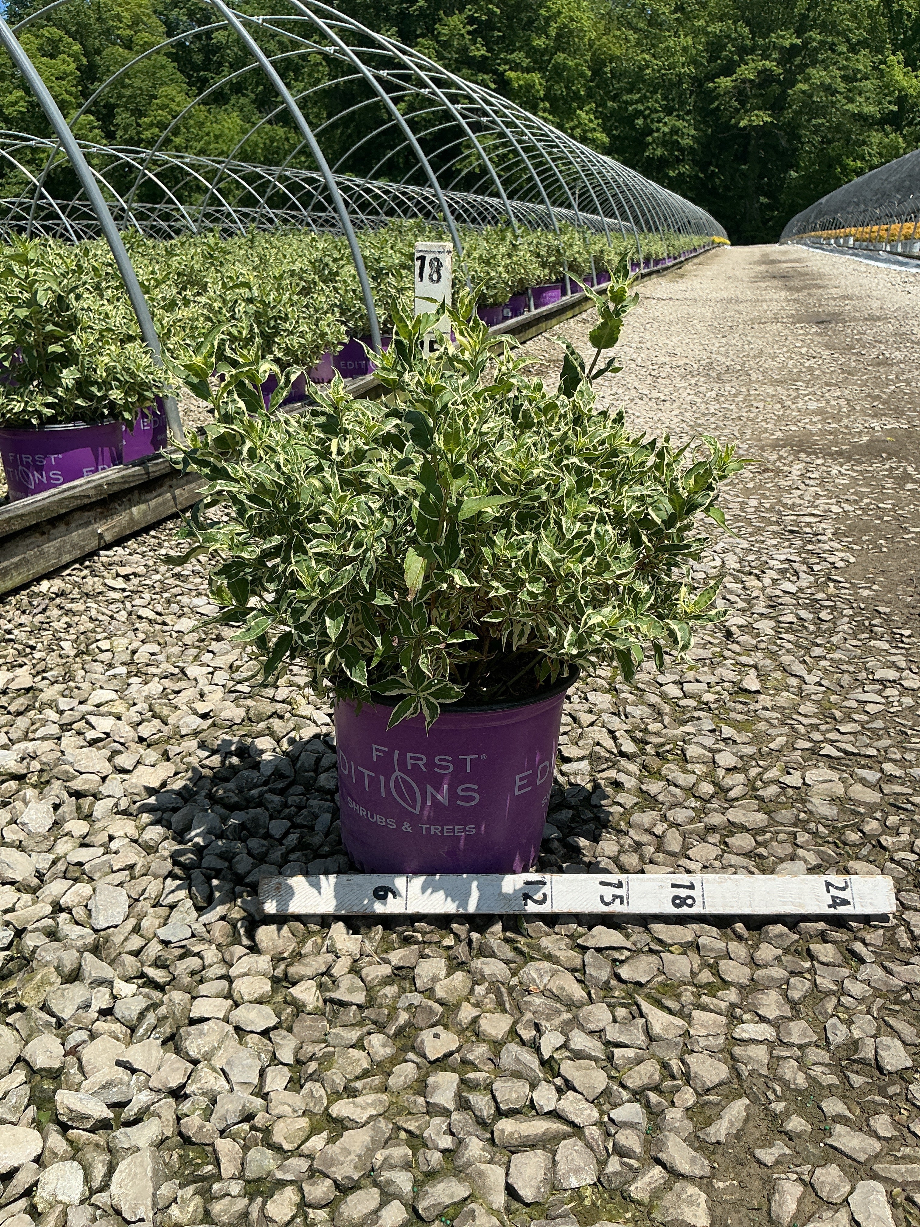 Diervilla sessilifolia 'LDPC Podaras'