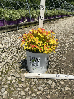 Spiraea JAP 'Dbl Play Candy Corn'