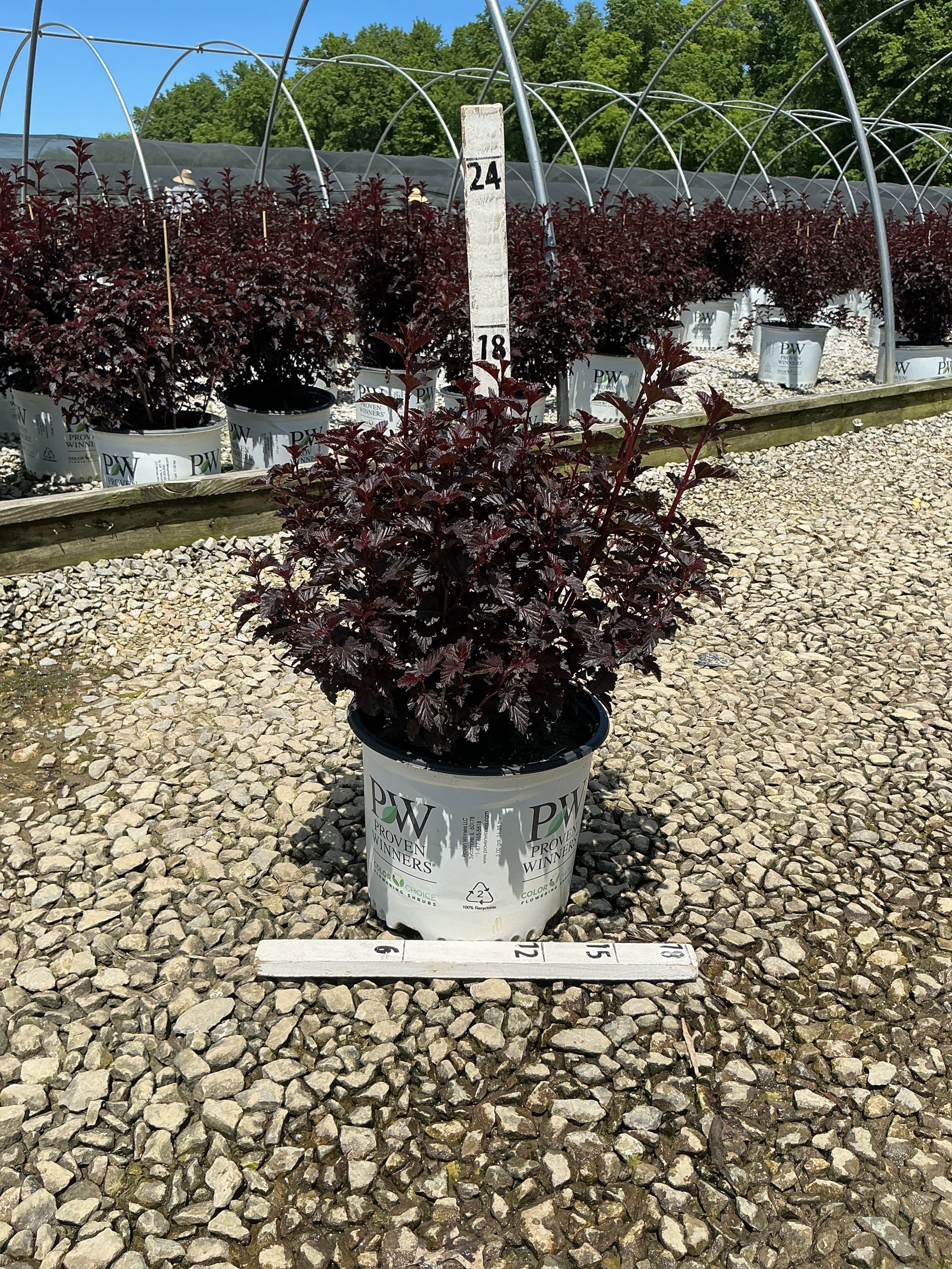 Physocarpus O 'Smr Wine Black'