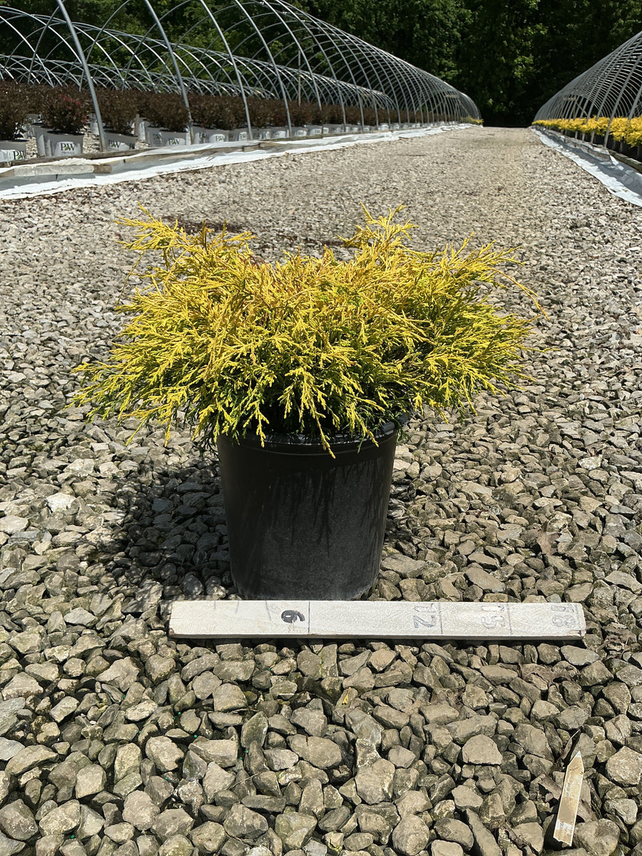 Chamaecyparis pisifera 'Mops' — G2 12