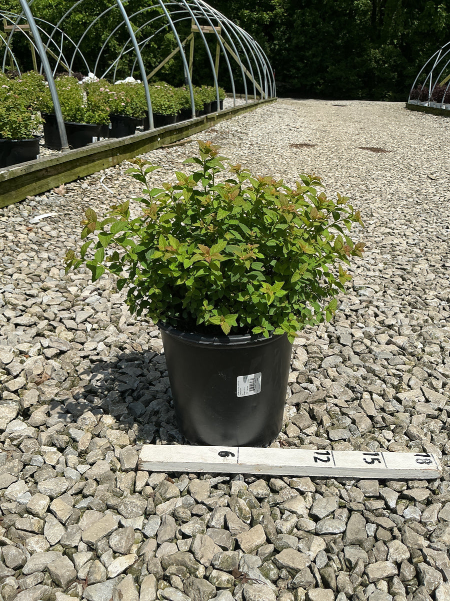 Spiraea japonica 'Little Princess' — G2 12