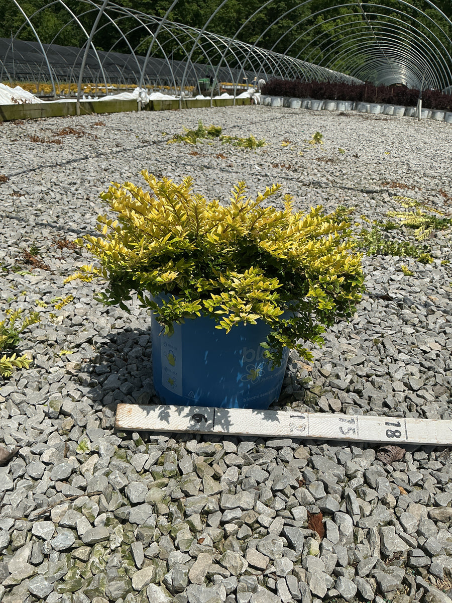 Lonicera thunderbolt 'G3' — G3 BE