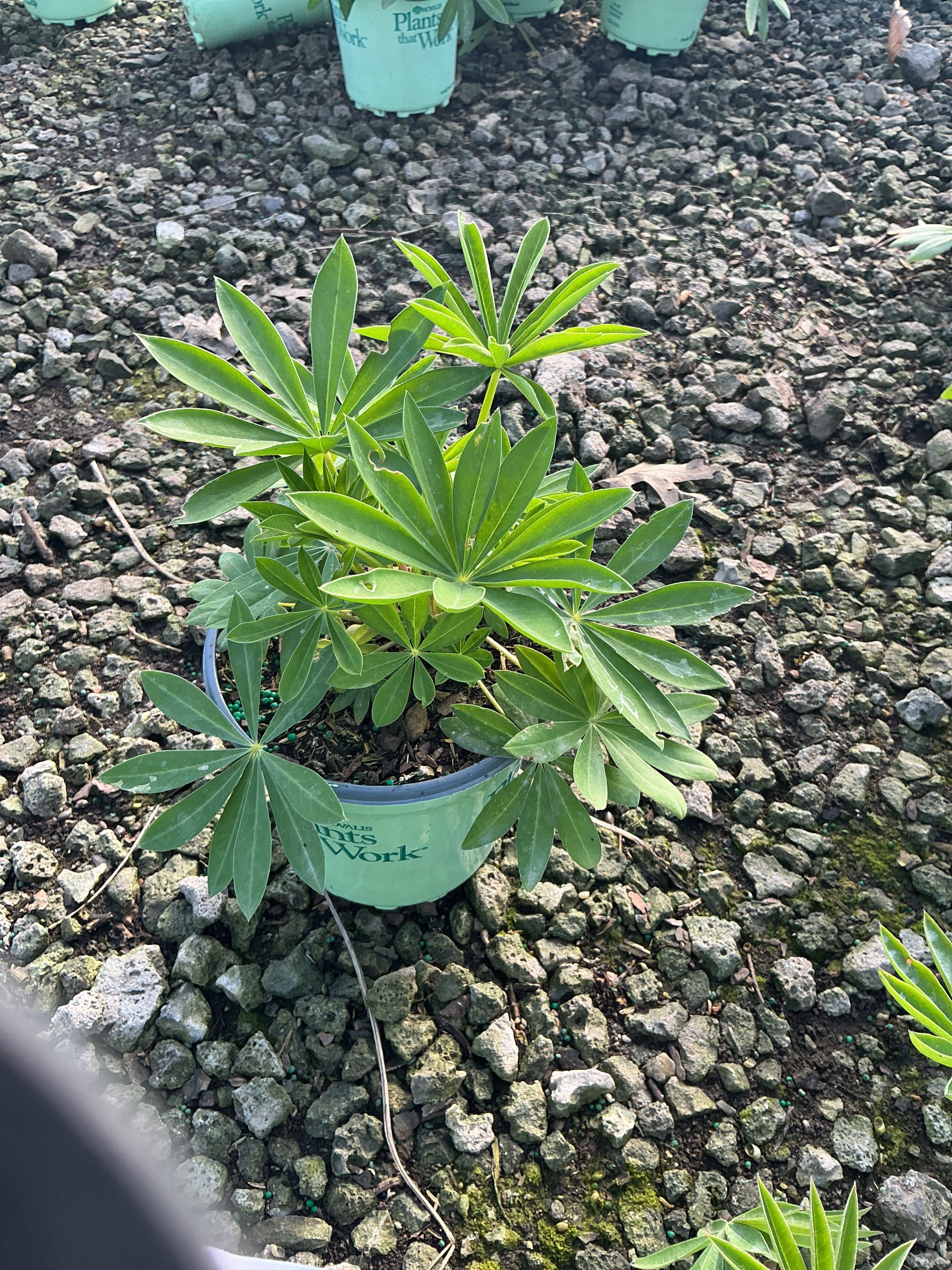 Lupinus P 'Gallery Pink'