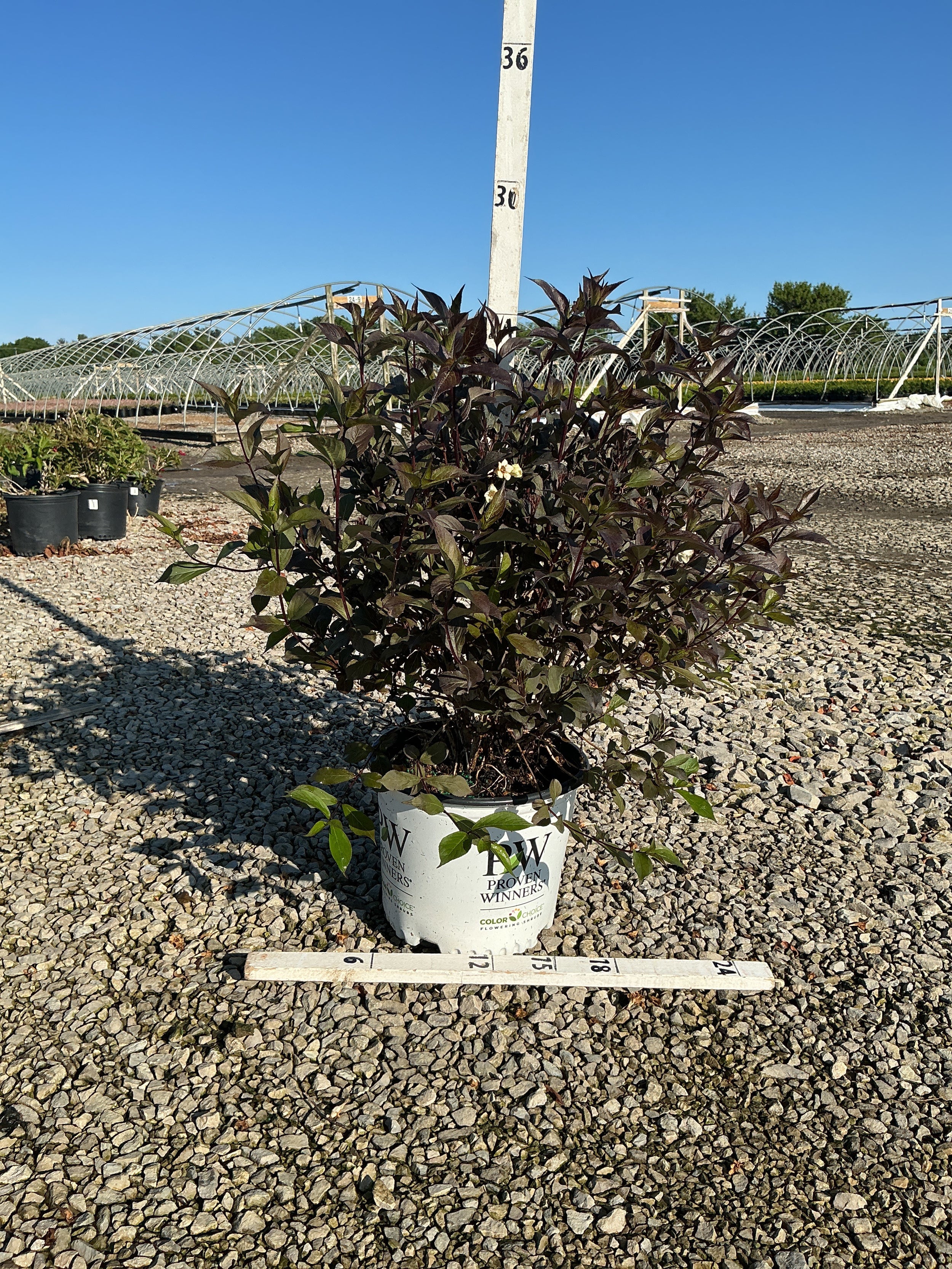 Weigela florida 'Wine and Spirits'