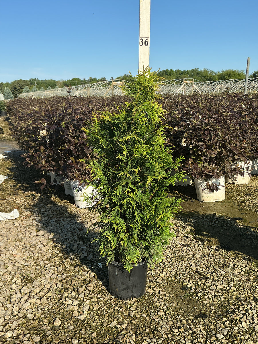 Thuja x 'Junior Giant' — G1