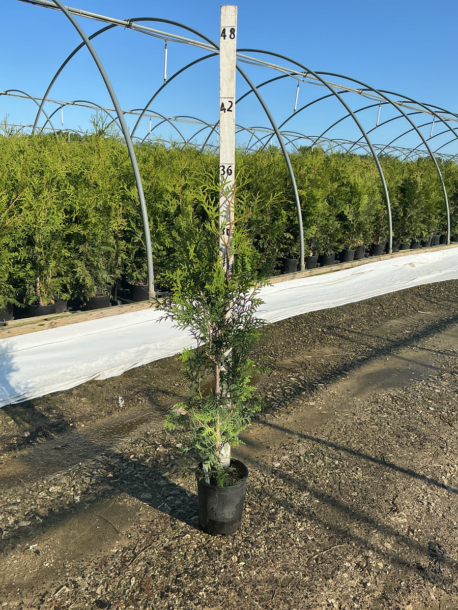 Thuja occidentalis 'American Pillar' — G1