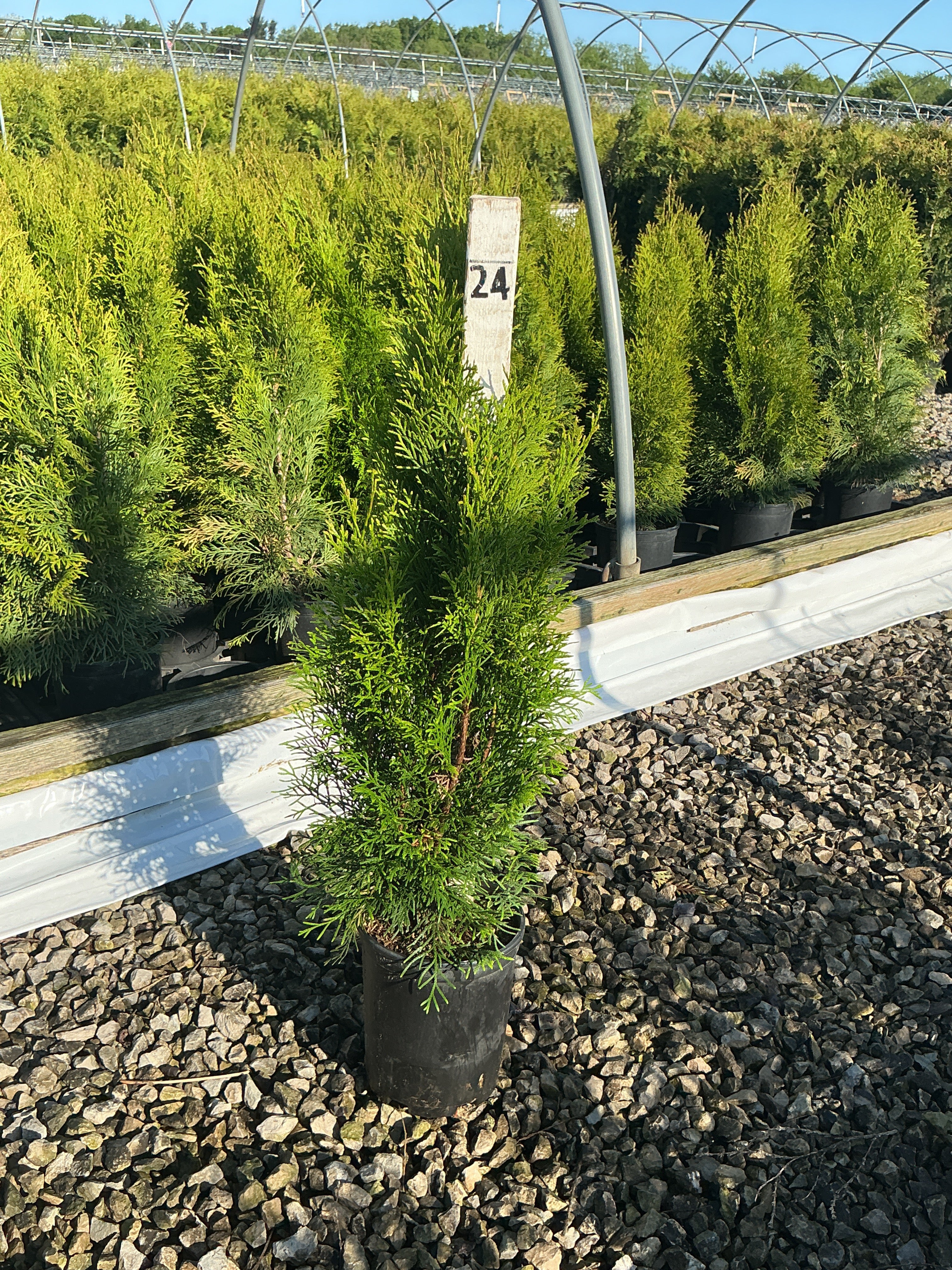 Thuja occidentalis 'Smaragd'