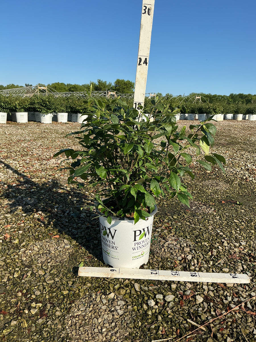 Euonymus alatus 'Select' — G2 15