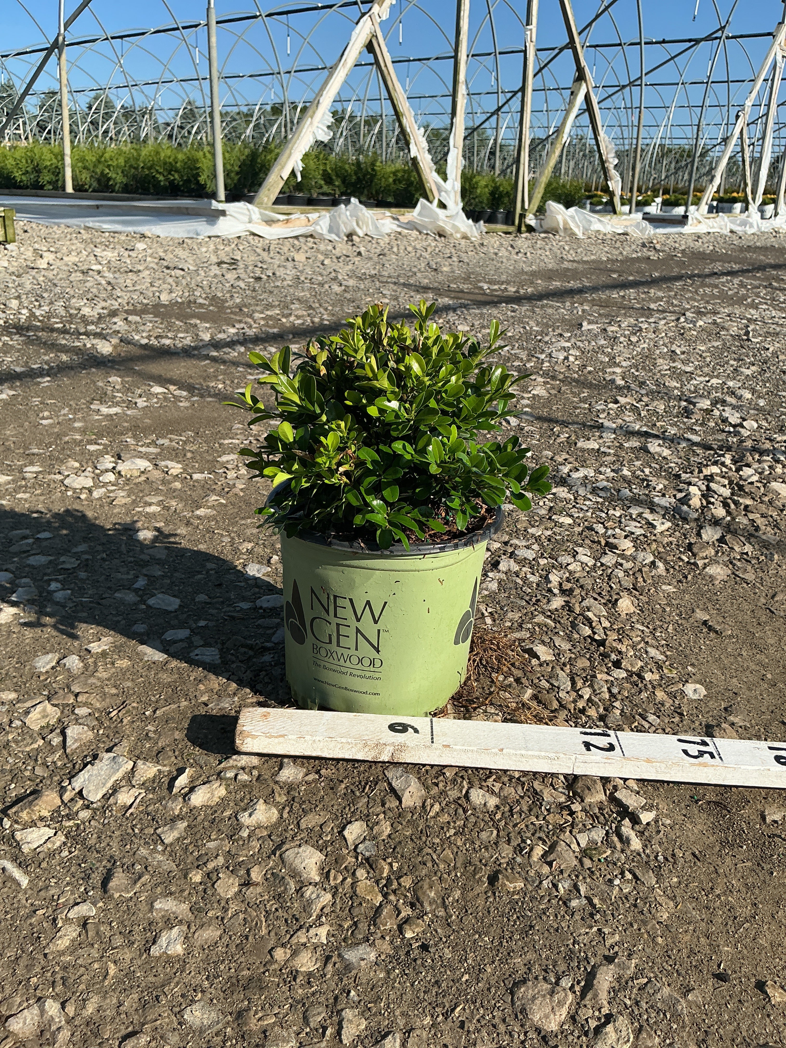 Buxus newgen 'Independence'